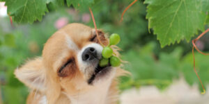 Pourquoi le raisin est dangereux pour le chien ?